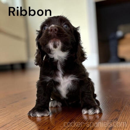 puppy, for, sale, Cocker Spaniel, Joe & Cherri  Overlease, dog, breeder, Miller, MO, dog-breeder, puppy-for-sale, forsale, nearby, find, puppyfind, locator, puppylocator, aca